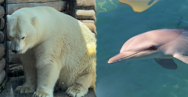 Polar bear and dolphin in captivity Sea World
