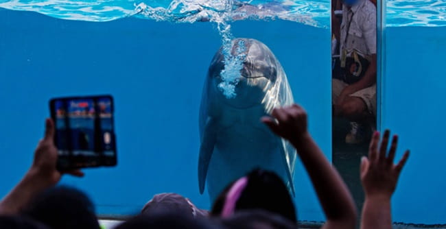Dolphin in captivity for entertainment