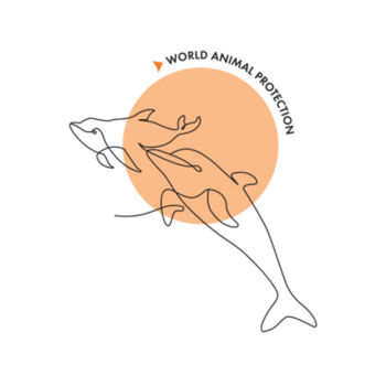 Dolphins Stainless Steel Bottle Design