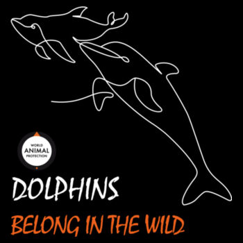 Kid's Surf Cap: Dolphins Belong in the Wild Design