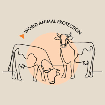 Men's Tee: Cows Design