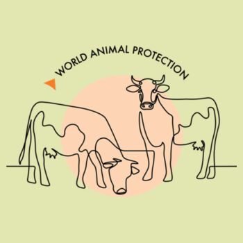 Women's Tee: Cows Design