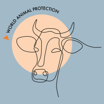 Women's Tee: Cow Line Drawing Design