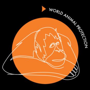 Men's Hoodie: Orangutan Design