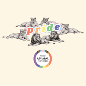 PRIDE: Lions Tote bag Design